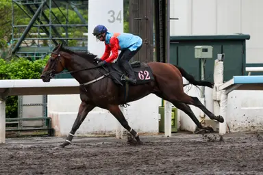 Ka Ying Rising dazzles ahead of return; Fast Network prepares for Japan campaign