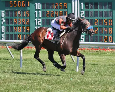 There Are No Words returns to statebred company in Irish War Cry