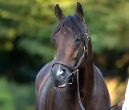 Magnitude has target on back as stars collide in Whitney