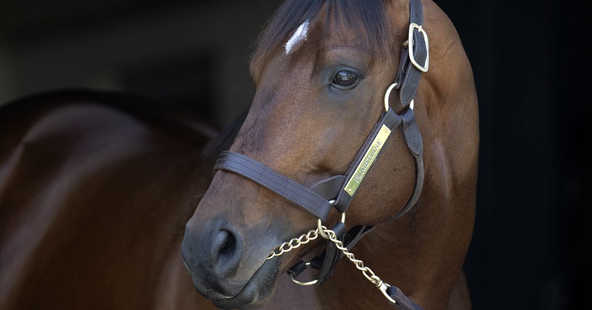 Flight Command becomes first U.S. winner for sire Flightline