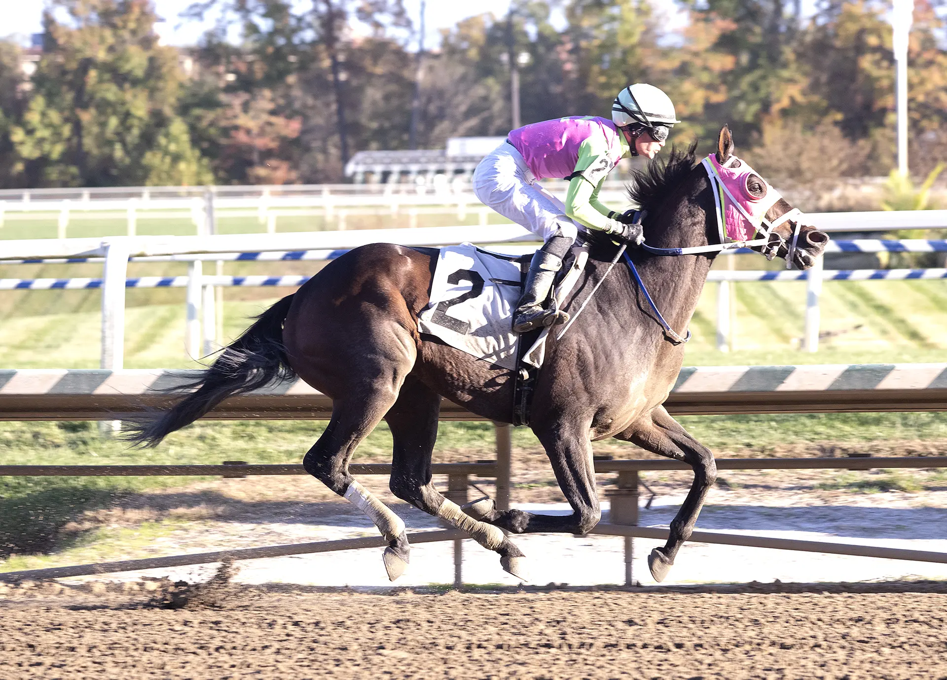 Barbadian Runner shows his toughness in Maryland Million Classic