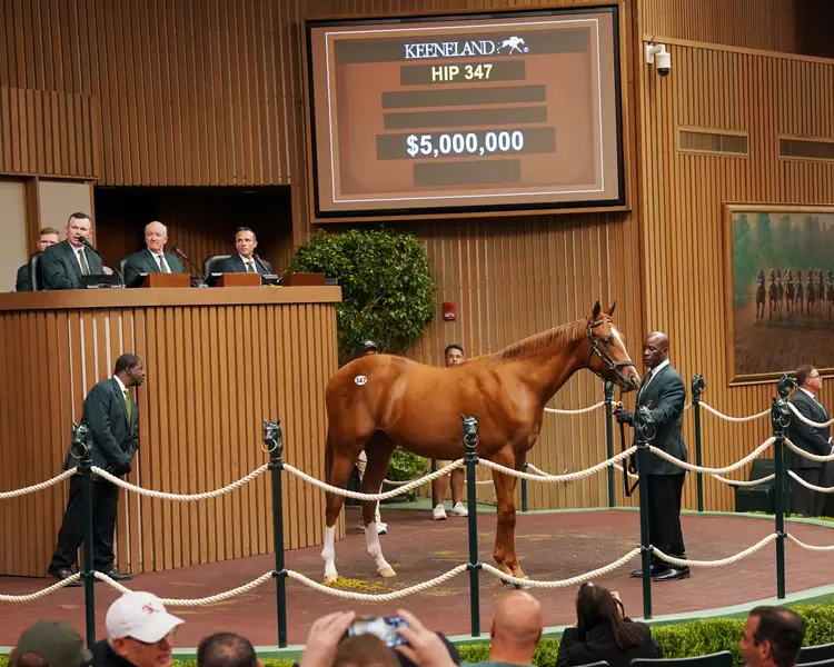 Hip 347 $5 Million Curlin Colt Keeneland September Yearling Sale.JPG