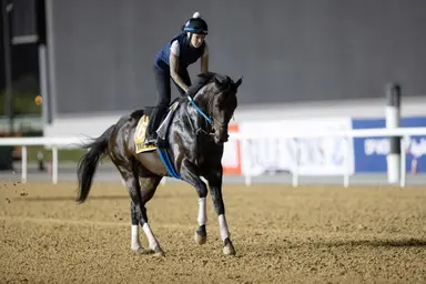 Kentucky stallions: Yaupon one of several scalding-hot Spendthrift sires