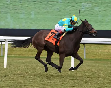 Sapphire Beach back on Lasix for tough turf sprint