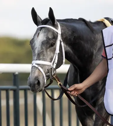 Pletcher, Gargan to duke it out in pair of stakes
