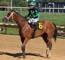 Irish Maxima, a handful in the paddock, regains her cool to take Dashing Beauty