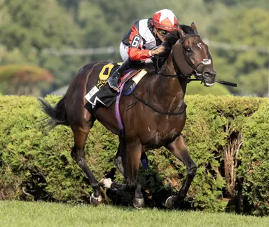 DRF's Horse Racing Playbook for Saturday, Sept. 5, 2026