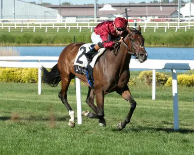 Stakes-less Sunday card offers wagering appeal