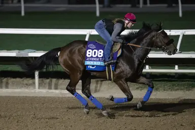Iron Man Cal takes to being gelded