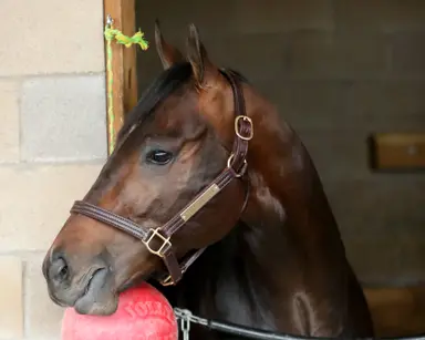 Kentucky Derby 2025: Coal Battle having a ball heading into Arkansas Derby