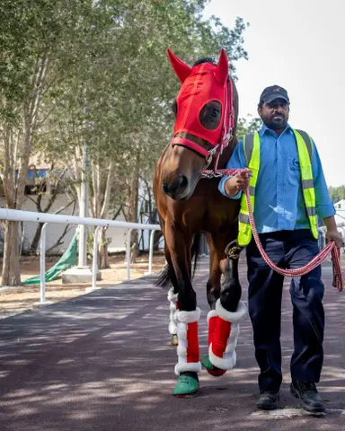 Forever Young gets top billing on Dubai World Cup card