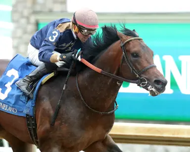 Normandy Coast sells for $355,000 to top Keeneland April sale