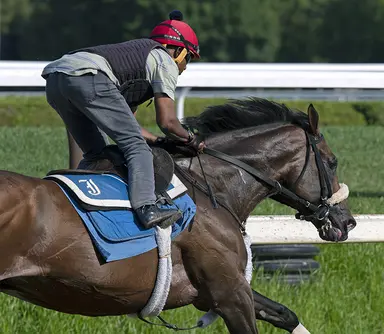 Maritime Traveler, last living foal of Secretariat, dies at 35