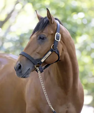 Freshman stallions factor prominently at OBS June sale