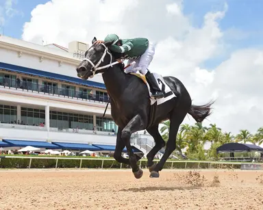 OBS yearling sale features two by Battalion Runner