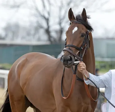 All eyes on Book'em Danno as the champ stays home for Mr. Prospector