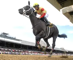 Harper's Corner heads Spinaway packed with runaway winners