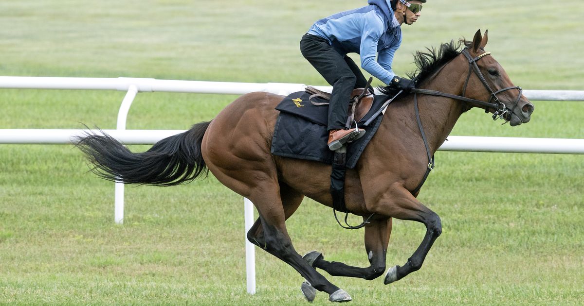 Ward has no hesitation entering back pricey filly after scratch