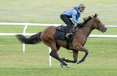 $2.3 million Jackie's Warrior filly, Without Hesitation, to debut on turf