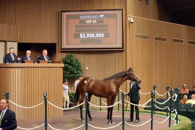 Keeneland September yearling sale opens with $71,770,000 in total sales 