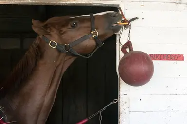 New York Stallions: Bucchero's progeny should enjoy Tapeta at new Belmont