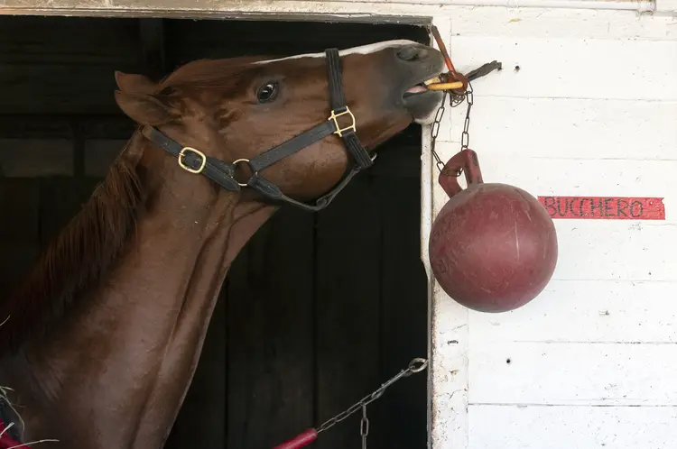 Bucchero at Churchill Downs 10.28.18