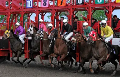 Focus on Not So Swift in closing-night Jackpot Pick 5 at Assiniboia