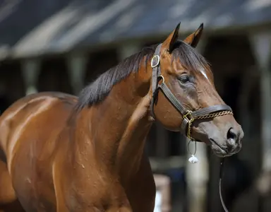 Keeneland September yearling sale: Cody's Wish leads first-crop sires