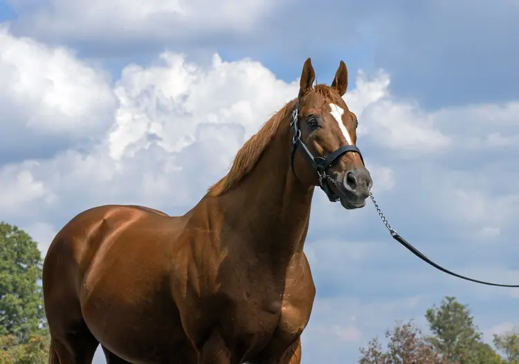 Curlin.9-18-23.BL_.jpg