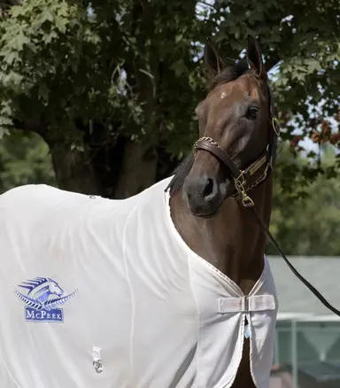 Thorpedo Anna to be bred to Gun Runner, then Curlin