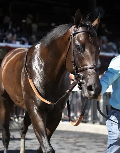 Englishman misses work; still on track for BC Sprint