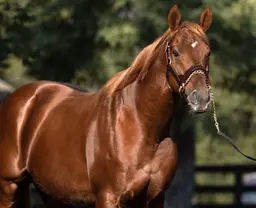 Keeneland September yearling sale: Depth of catalog should keep the good times rolling
