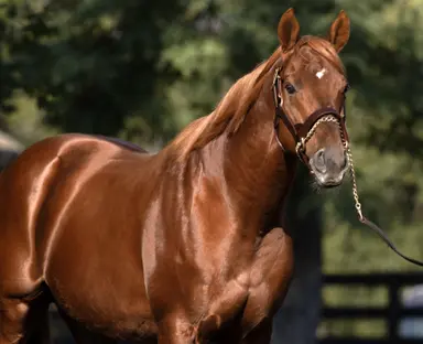Keeneland September yearling sale: Depth of catalog should keep the good times rolling