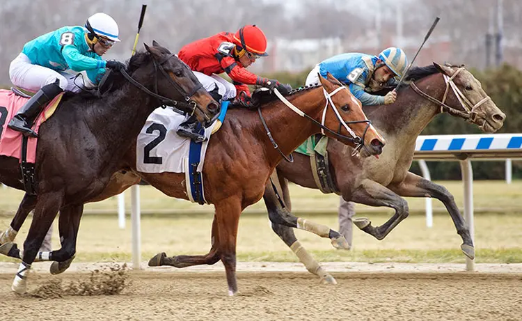 American Mandate (2) finishes second in a December 2018 maiden race at Aqueduct