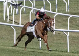 Oscar's Encore looks to continue comeback in Galway Stakes