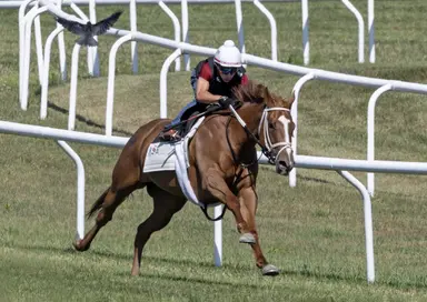 Oscar's Encore looks to continue comeback in Galway Stakes