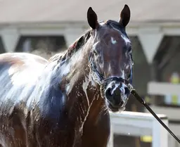 Sadler shipping Captivator cross-country for Gallant Bob