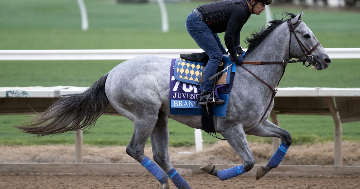Brant, Del Mar Futurity winner, retired to stud at Hill ‘n’ Dale