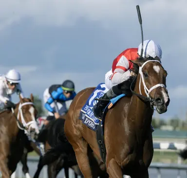 Destino d'Oro back on track for Forever Together