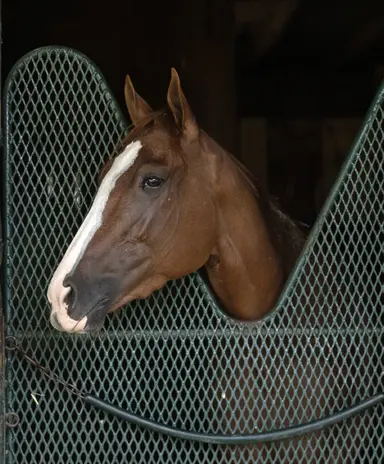 Pick six carryover at $192,498, with Mistborn a potential make or break