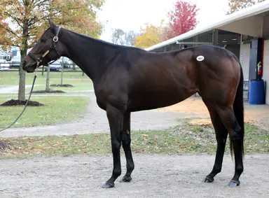 Daddys Lil Darling looks for Epsom Oaks victory as dam of Savethelastdance