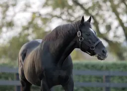 Medaglia d’Oro dies at age 27