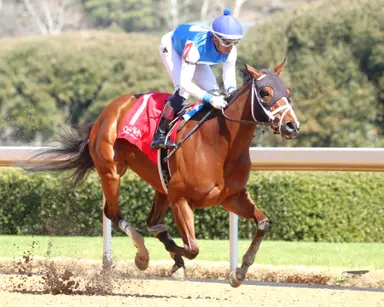 Whitmore, Purple Martin lure sprinters young and old