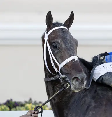 Final Derby prep more likely to influence Preakness field