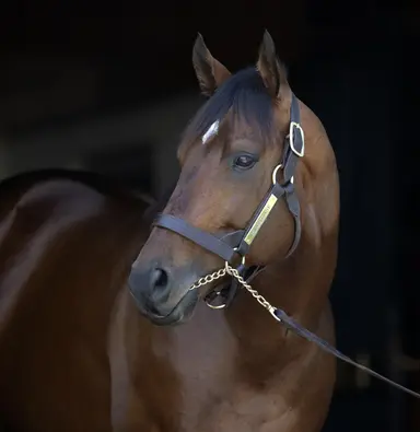 Flightline's progeny notch first victory as Demian wins in Tokyo