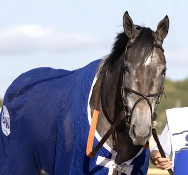 Weekend GamePlan: Picks for Madison, Santa Anita Derby, Shakertown