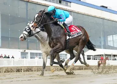 Quint's Brew digs deep to beat archrival Blue Kingdom in Not For Love