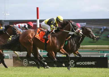 Ms. Tart likely to be bred in spring, but return to racing possible