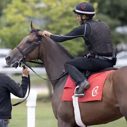 Casse reroutes Nitrogen to Belmont; possible for Jockey Club Gold Cup
