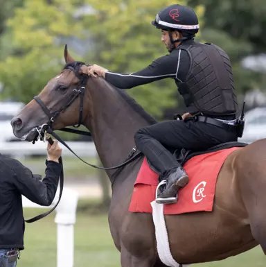 Casse reroutes Nitrogen to Belmont; possible for Jockey Club Gold Cup